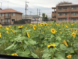 えっ？ひまわりだ～？